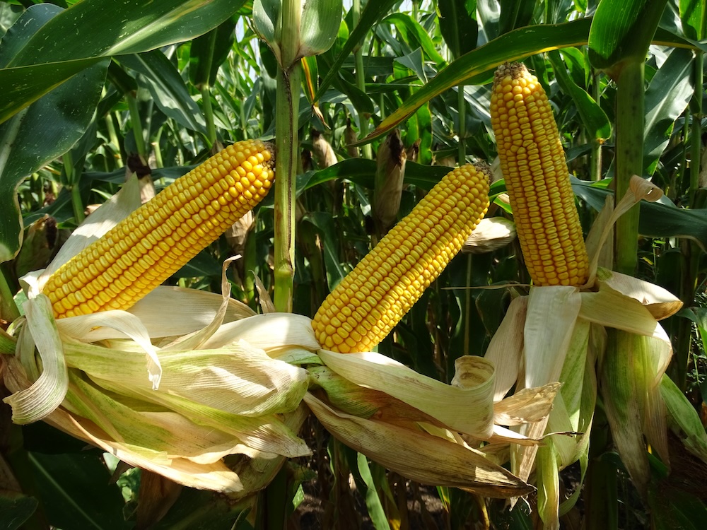 A precíziós vetés ismérvei